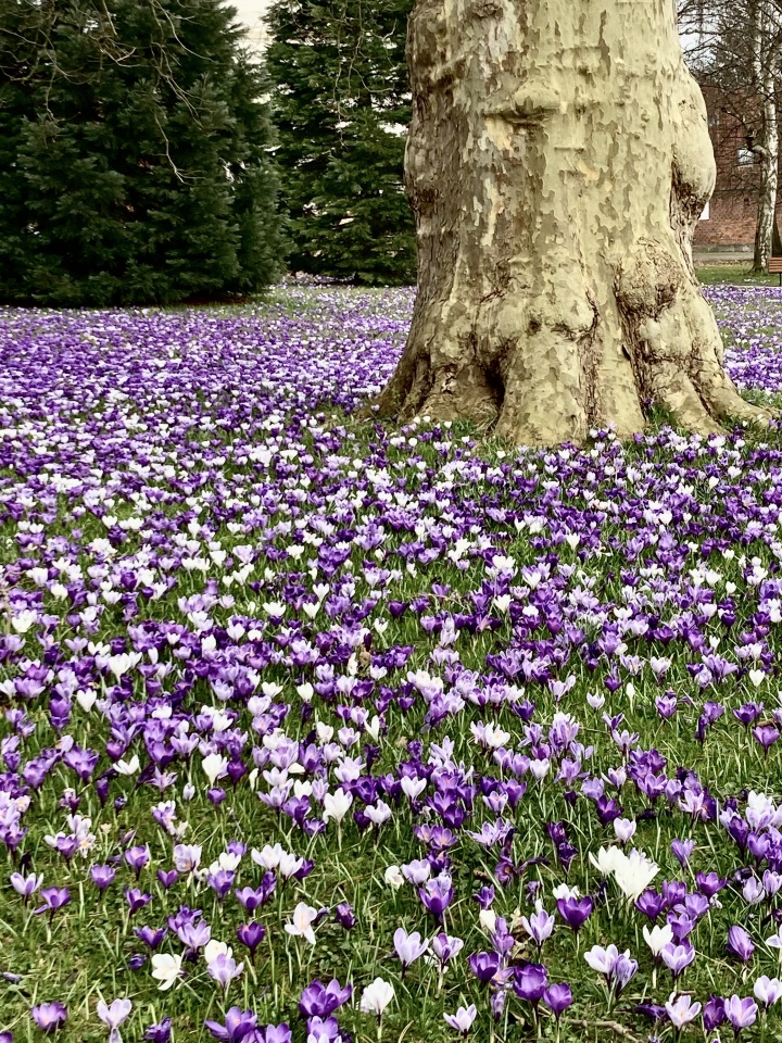 der Frühling kommt
