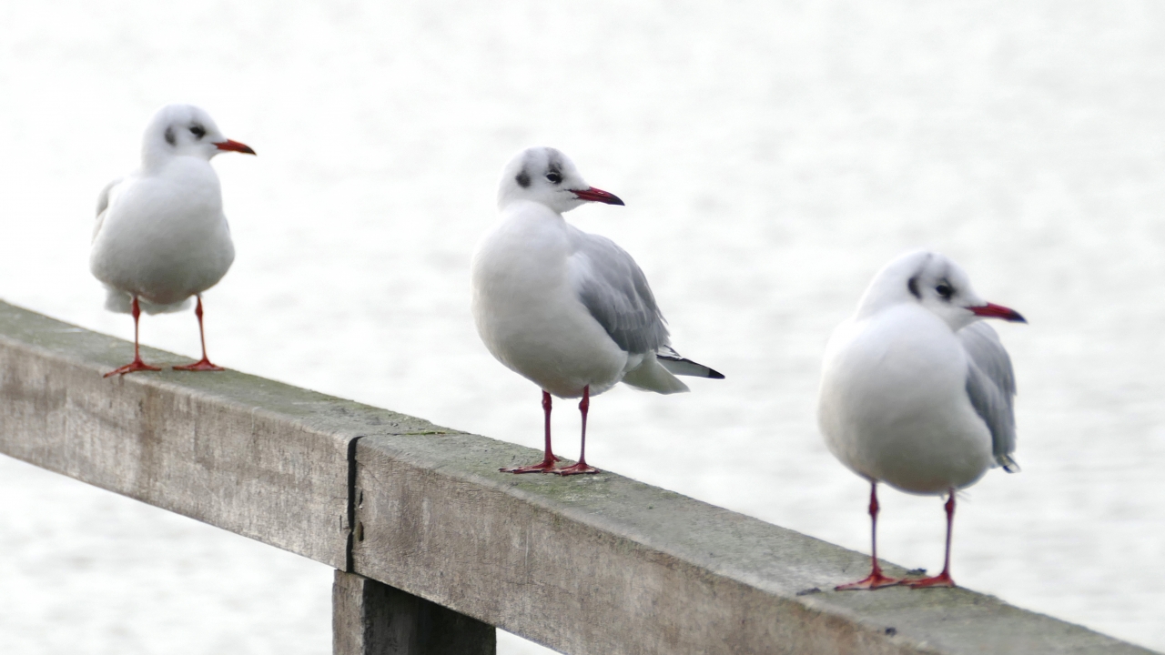 Möven auf der Seebrücke
