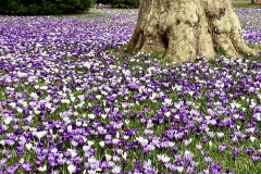 der Frühling kommt