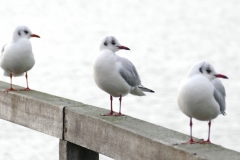 Möven auf der Seebrücke
