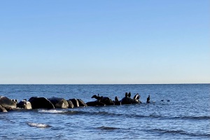 Am Strand